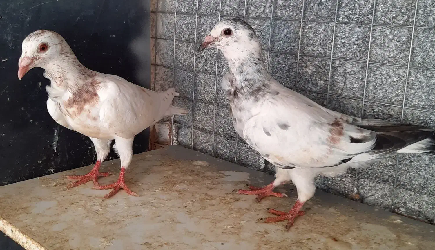 کبوتر آس پر فری وپلنگ سیاه|پرنده|گنبد کاووس, |دیوار