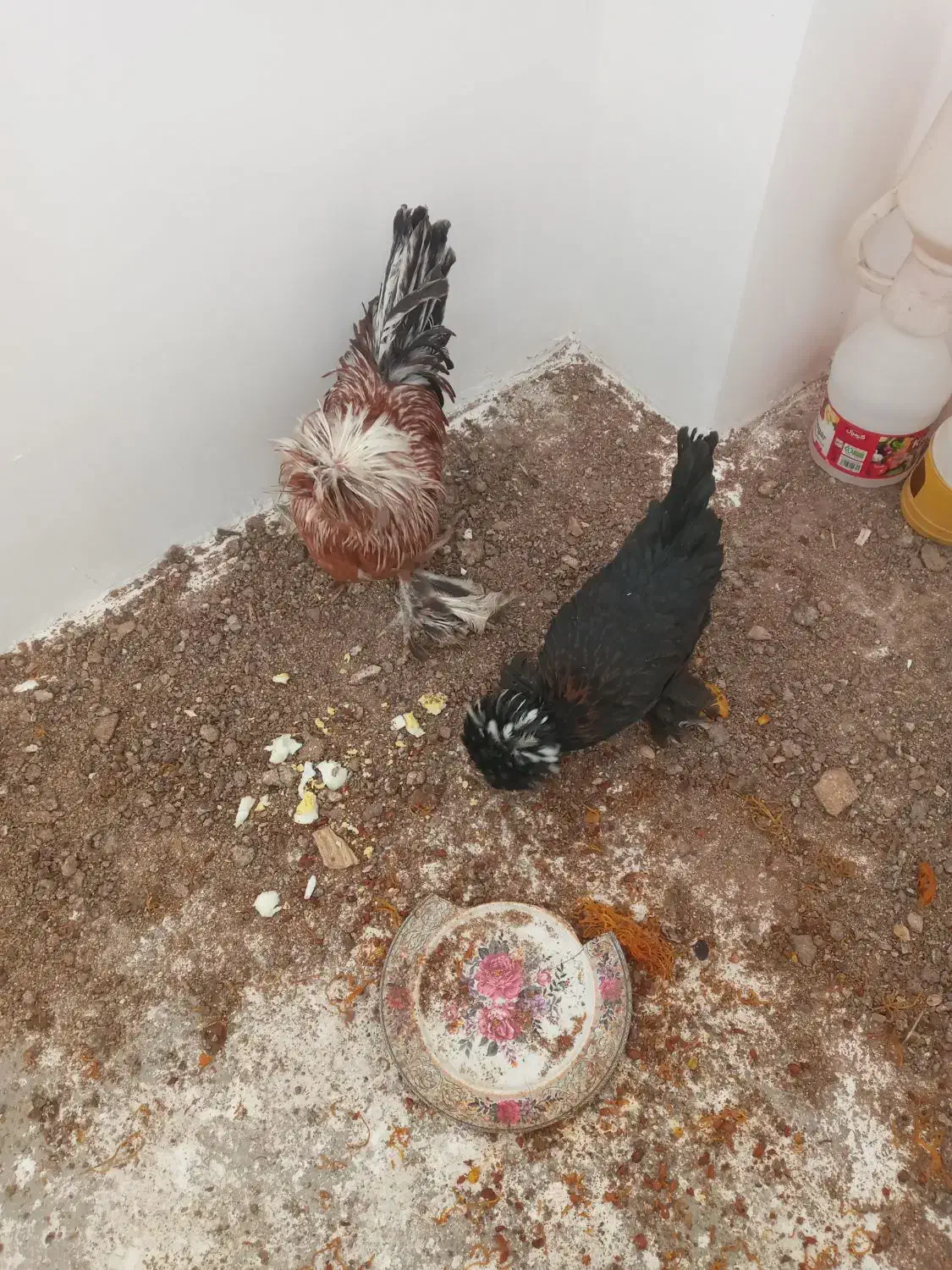 مرغ و خروس سلطان|حیوانات مزرعه|برخوار, |دیوار