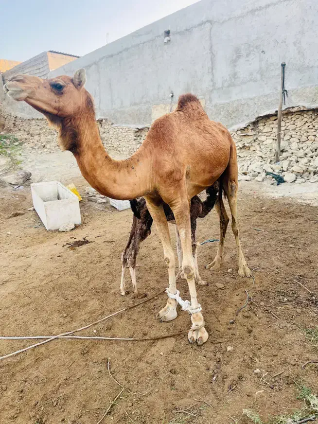 شتر|حیوانات مزرعه|قشم, |دیوار