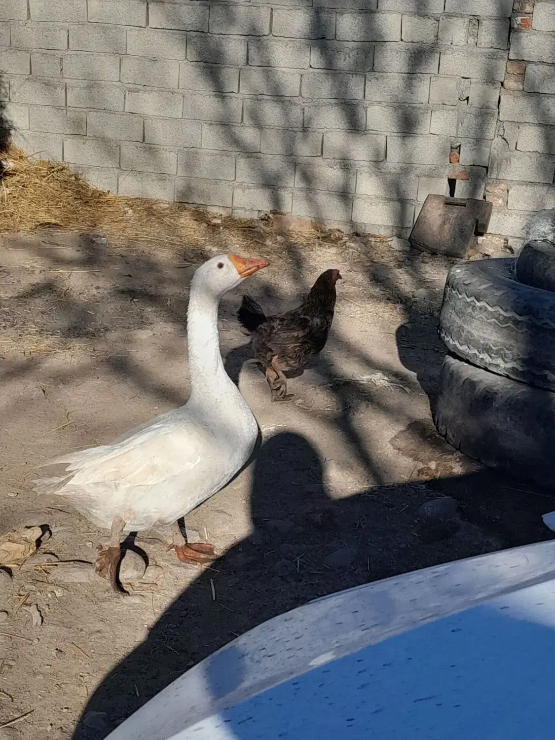 غاز محلی|حیوانات مزرعه|ثمرین, |دیوار