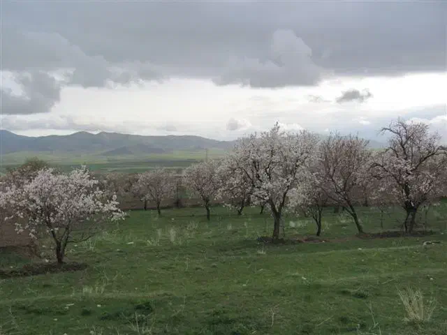 فروش زمین وباغ دیم صادق اباد|فروش دفتر صنعتی، کشاورزی، تجاری|روانسر, |دیوار