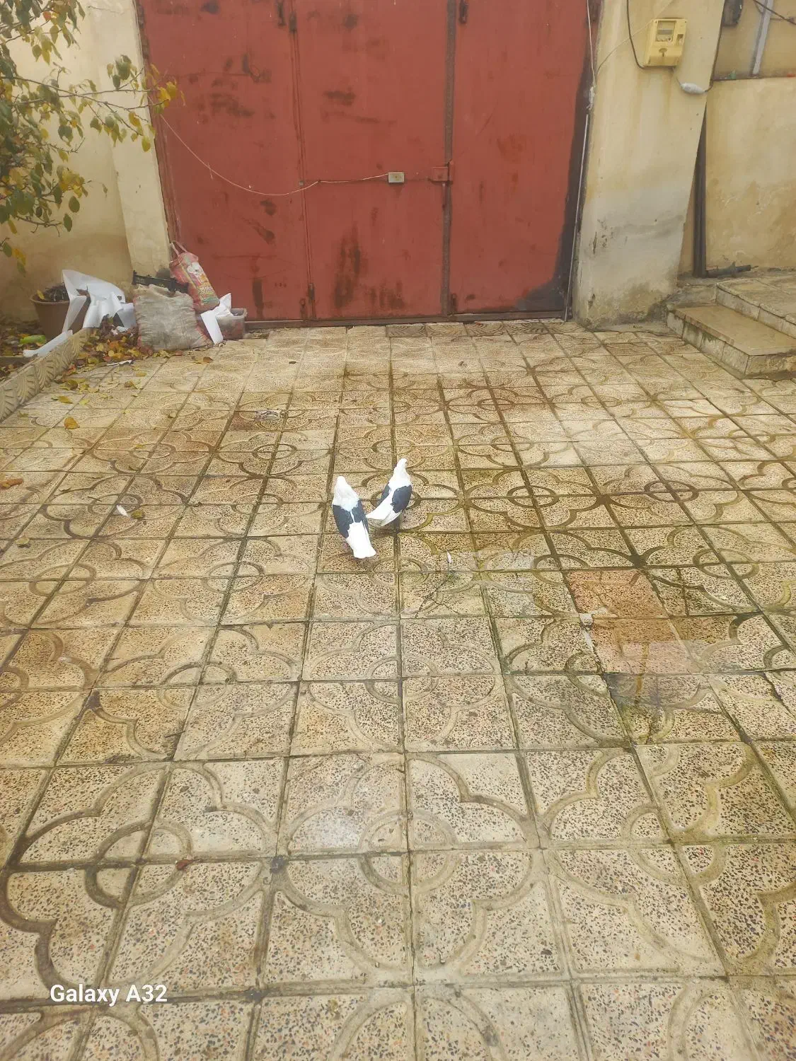 دو عدد پشتار نر|پرنده|گرمی, |دیوار