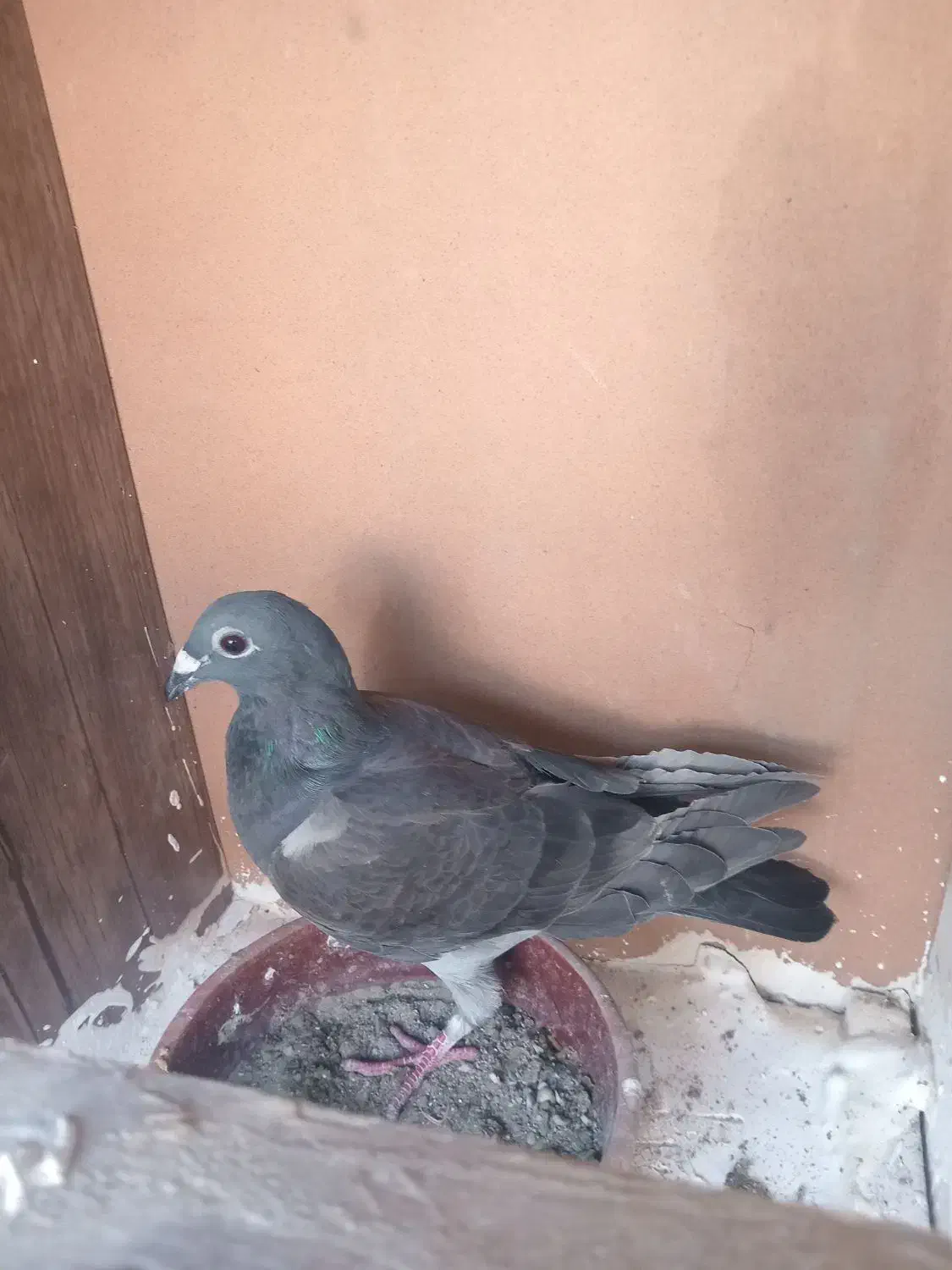 کفتر|پرنده|میناب, |دیوار