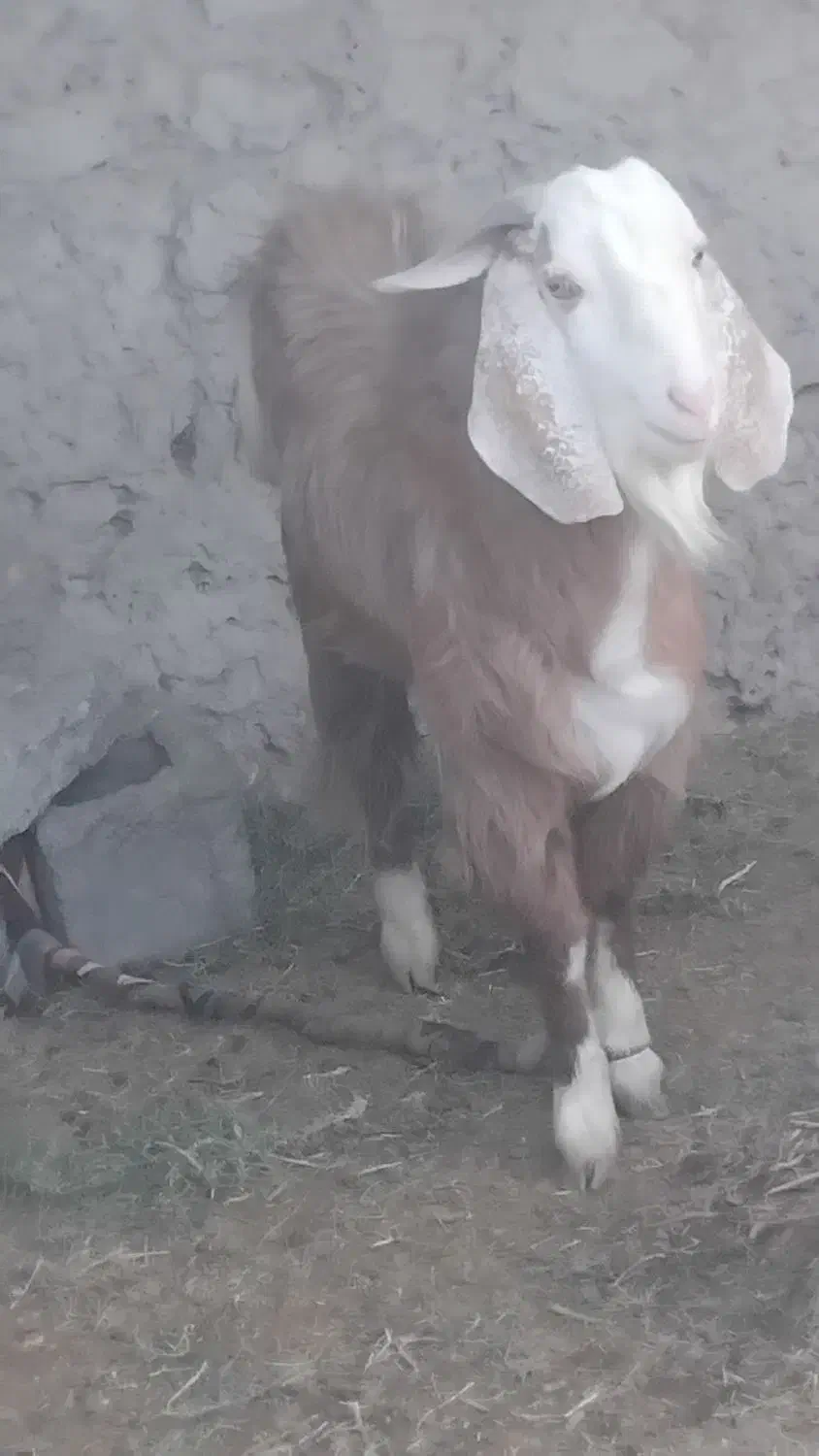 بز نر|حیوانات مزرعه|کرباسک, |دیوار