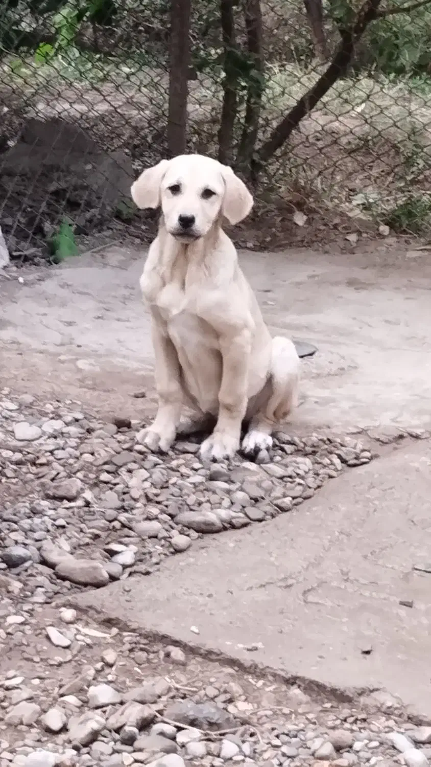 توله ماده|سگ|شاهین دژ, |دیوار