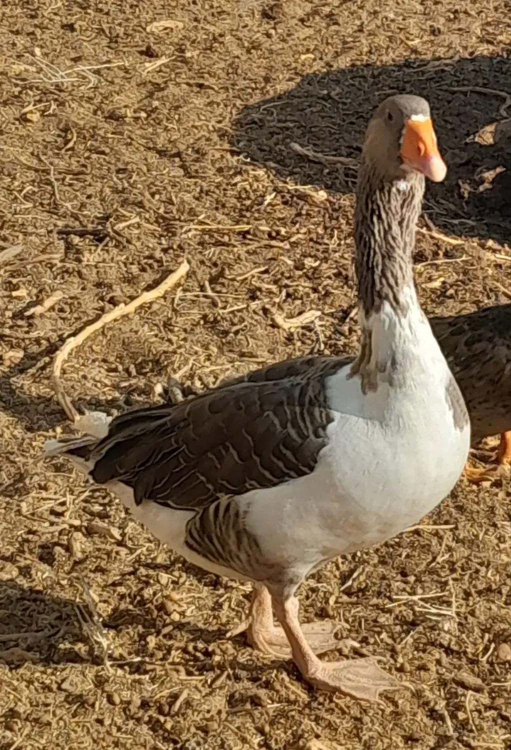 غاز فروشی|حیوانات مزرعه|سیرجان, |دیوار