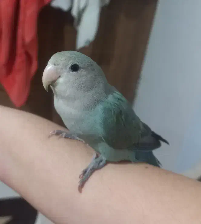 طوطی برزیلی|پرنده|نظرآباد, نظرآباد|دیوار