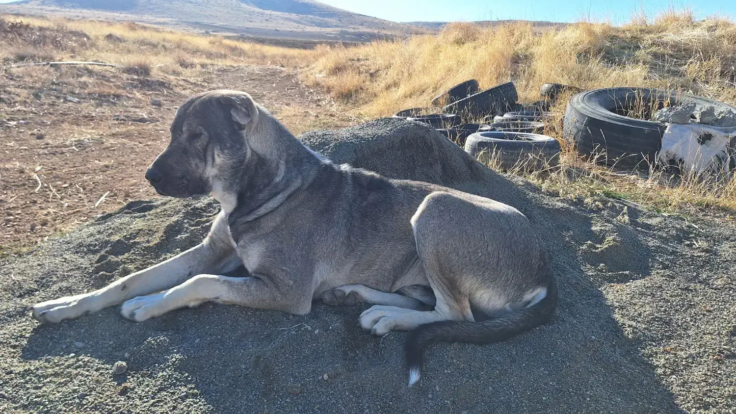 گمشدە|حیوانات|مهاباد (آذربایجان غربی), |دیوار