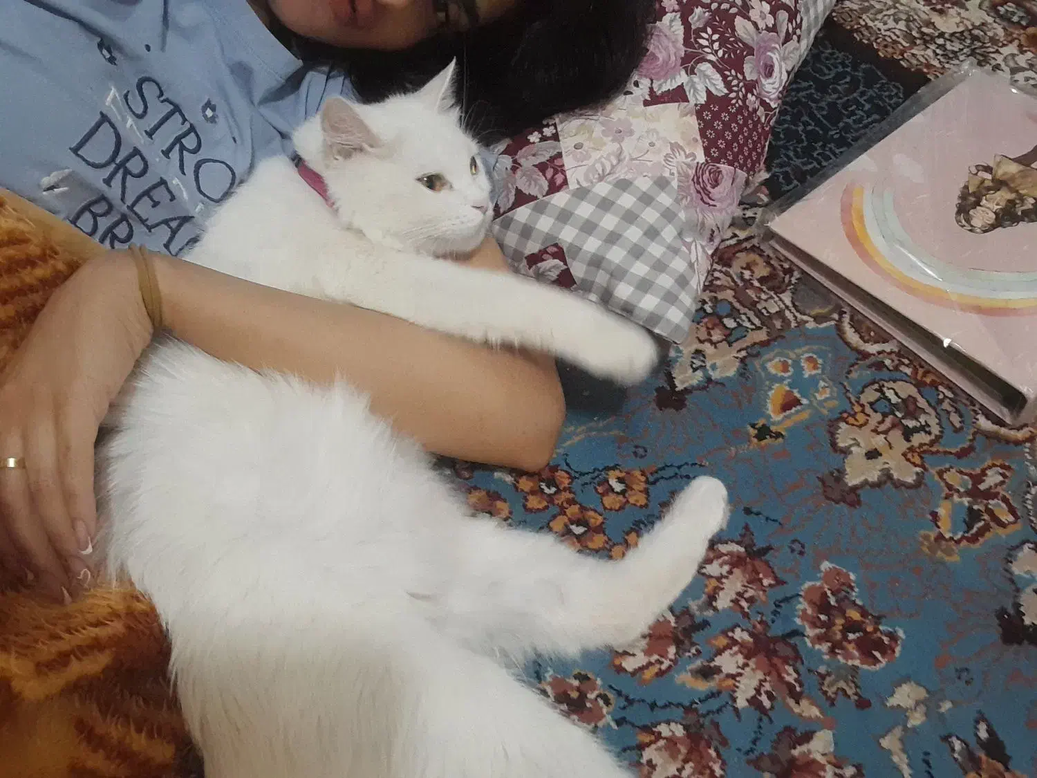 واگذاری گربه|گربه|اهواز, آریاشهر|دیوار