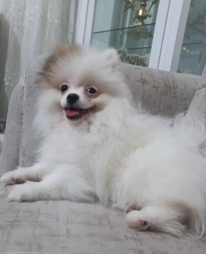 پامرخرسی|سگ|خوی, |دیوار