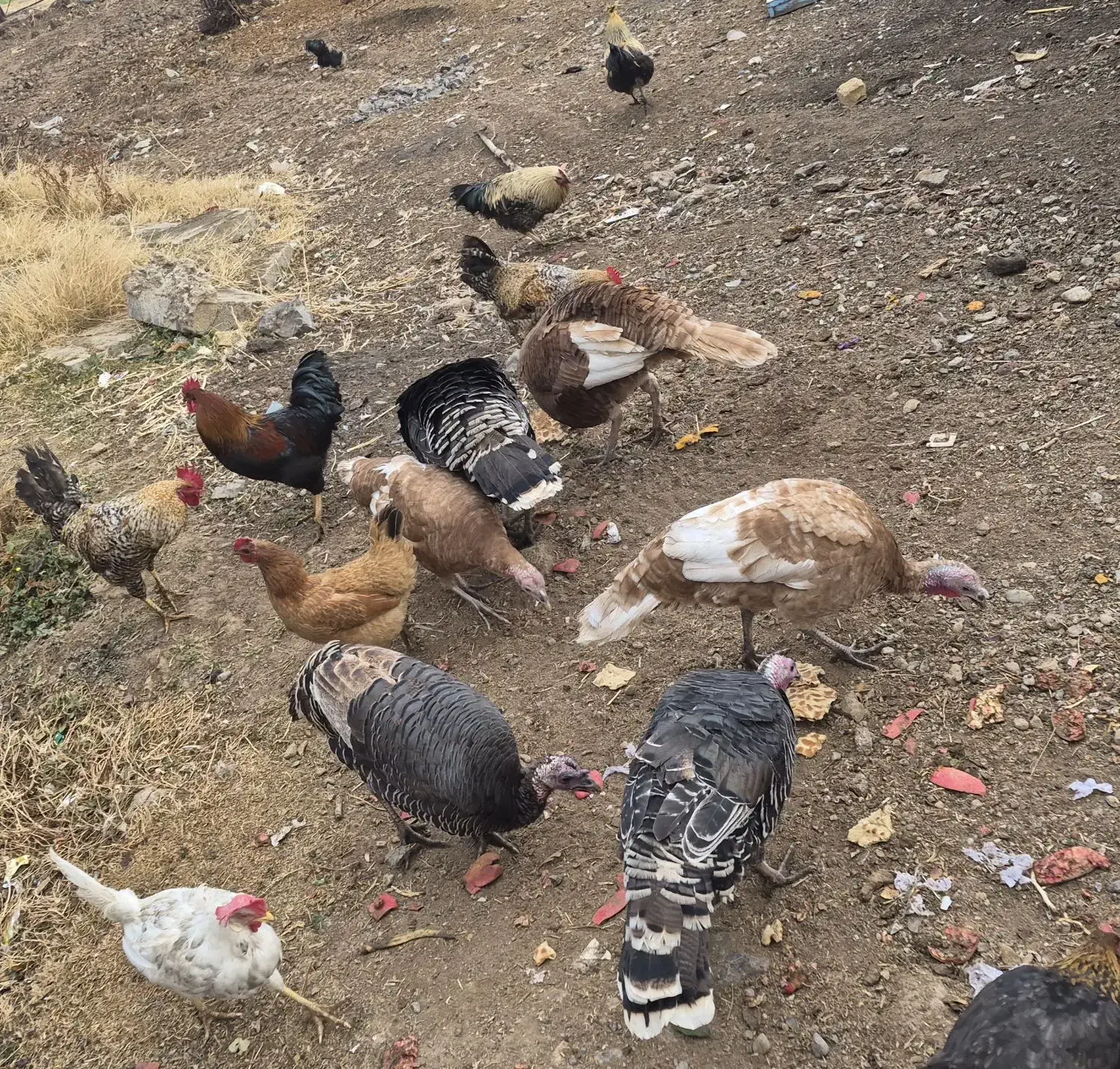 بوقلمون و خروس|حیوانات مزرعه|الشتر, |دیوار