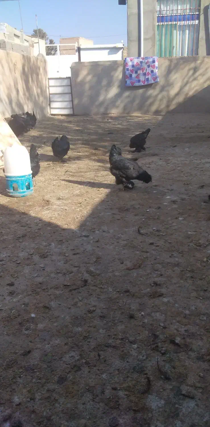 مرغ وخروس مرندی|حیوانات مزرعه|چناران, |دیوار