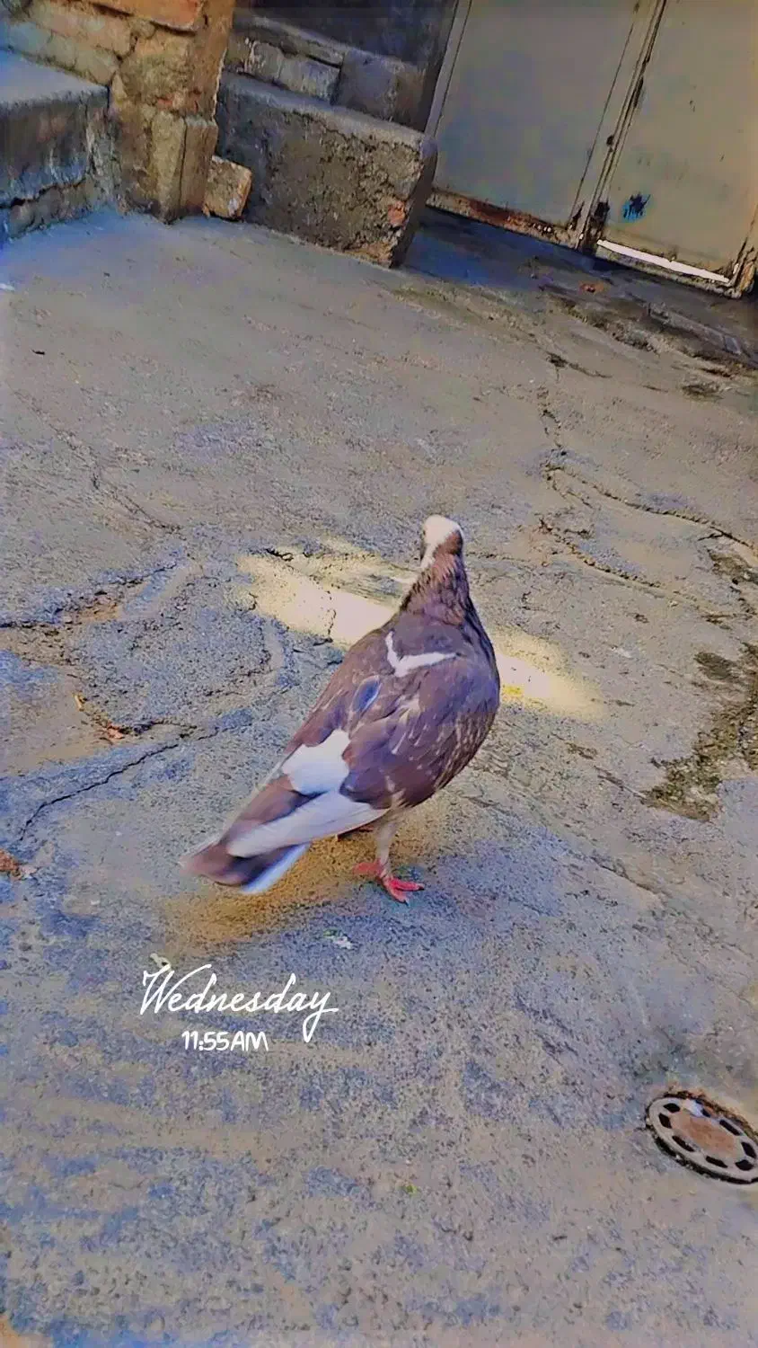 یک کبوتر شازده و یک کات تهرانی|پرنده|کنگاور, |دیوار