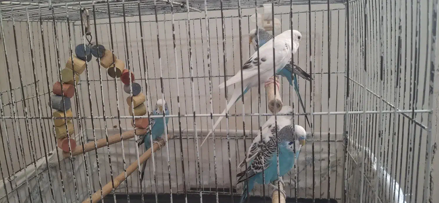 مرغ عشق جوان|پرنده|قزوین, |دیوار