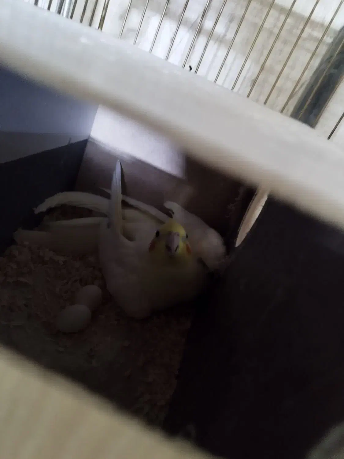 سه جفت عروس|پرنده|کاشان, باغ ماجد|دیوار