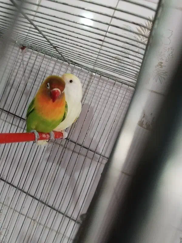 طوطی برزیلی|پرنده|مشگین شهر, |دیوار