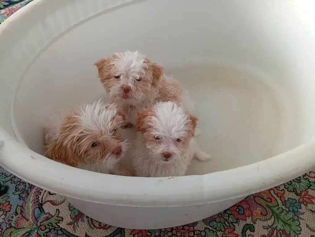 حیوان خانگی پت|سگ|مرودشت, سهلآباد|دیوار