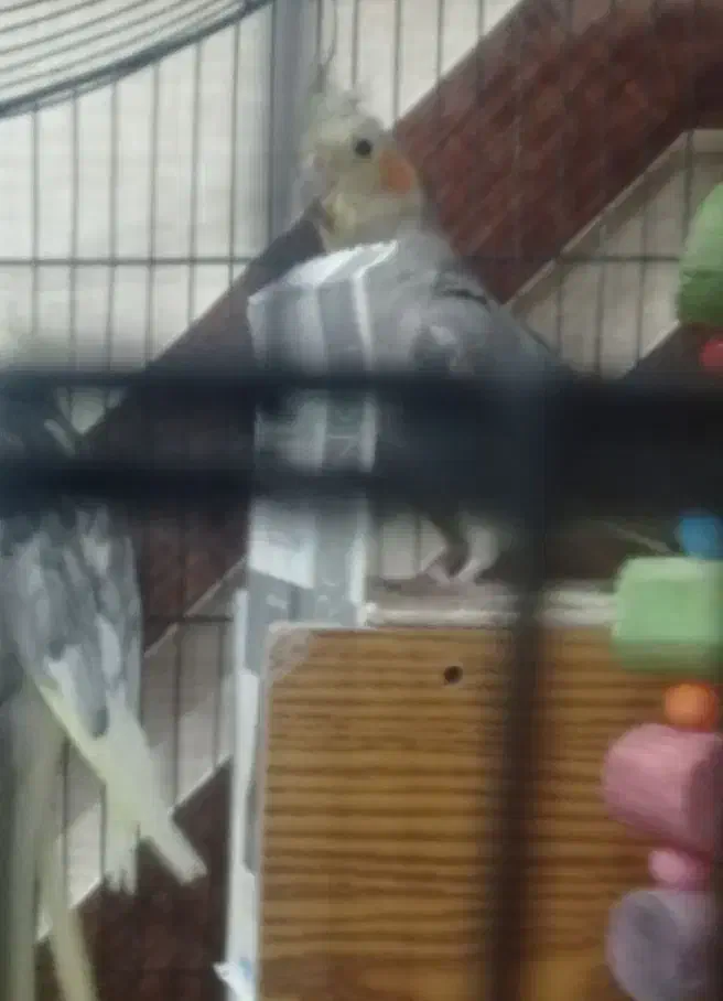 عروس هلندی سالم رودبار|پرنده|رودبار (کرمان), |دیوار