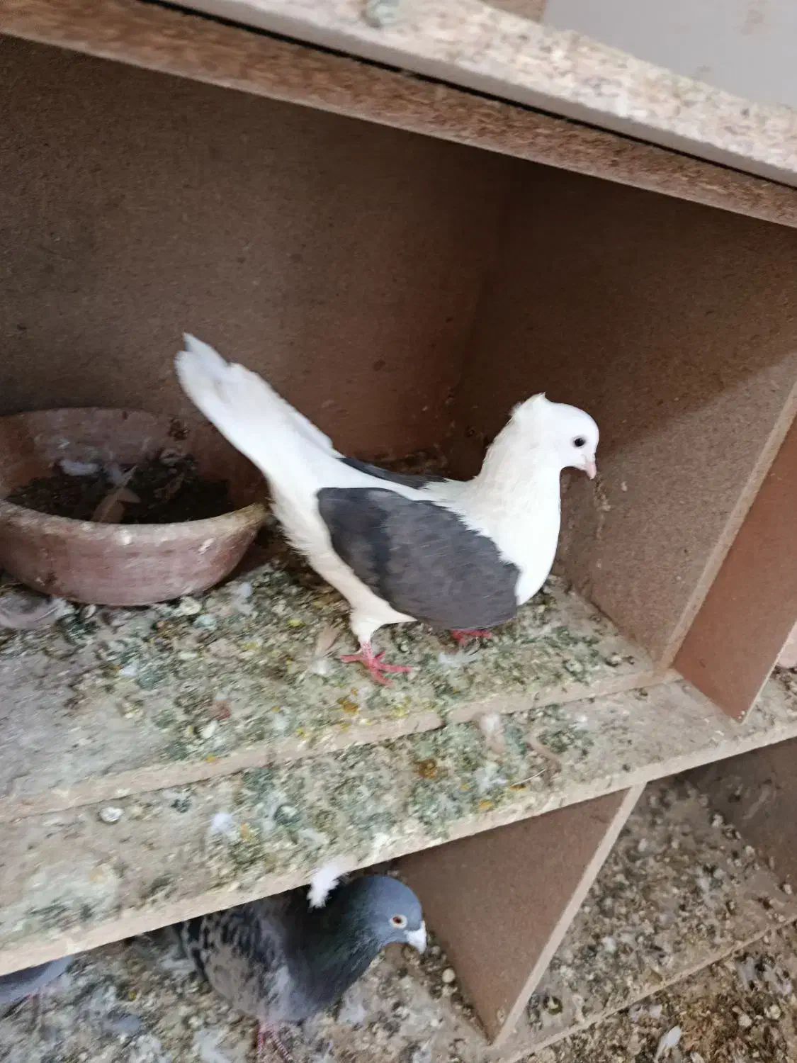 کفتر دوشان دوکت|پرنده|بیستون, |دیوار