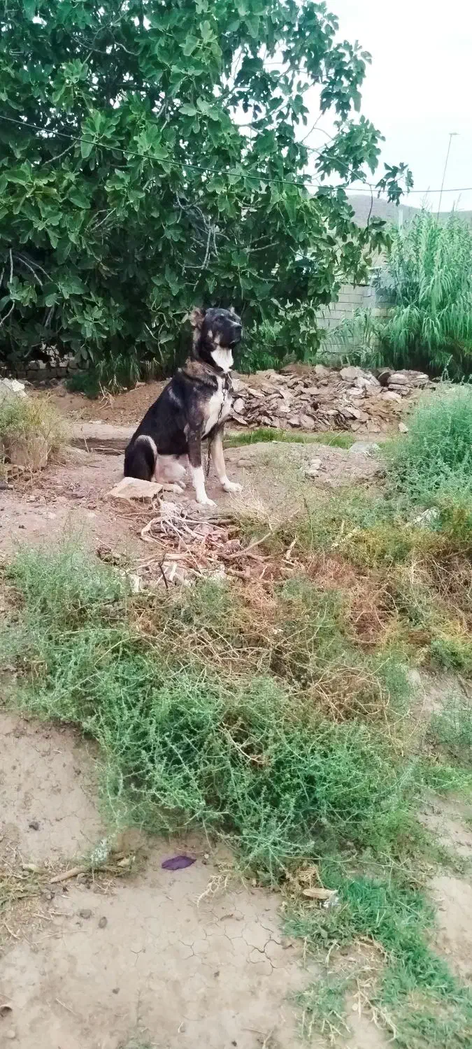سگ‌سرابی|سگ|اردبیل, |دیوار