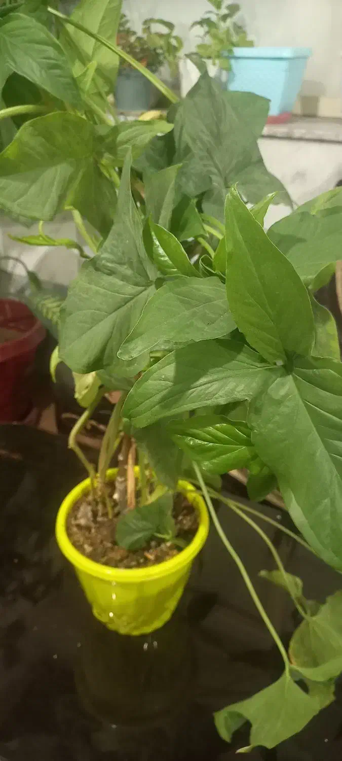 گل شاداب و زیبا|گل و گیاه طبیعی|بروجرد, |دیوار