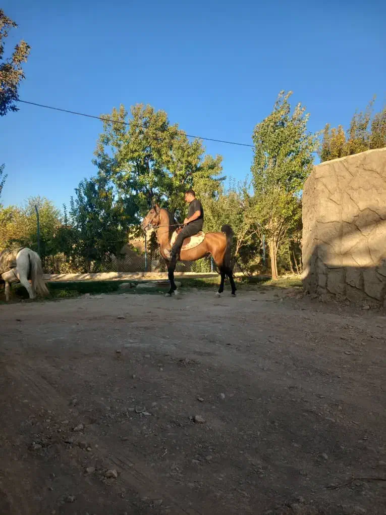 اسب نریان|اسب و تجهیزات اسبسواری|گلپایگان, |دیوار