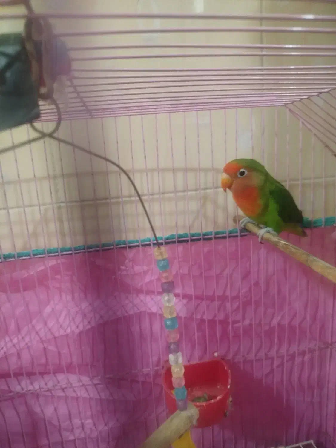 طوطی برزیلی|پرنده|رشت, کوی حسینی|دیوار