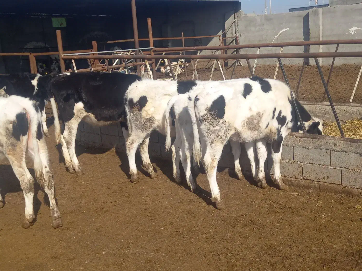 گوساله ماده|حیوانات مزرعه|تربت جام, میان جام|دیوار