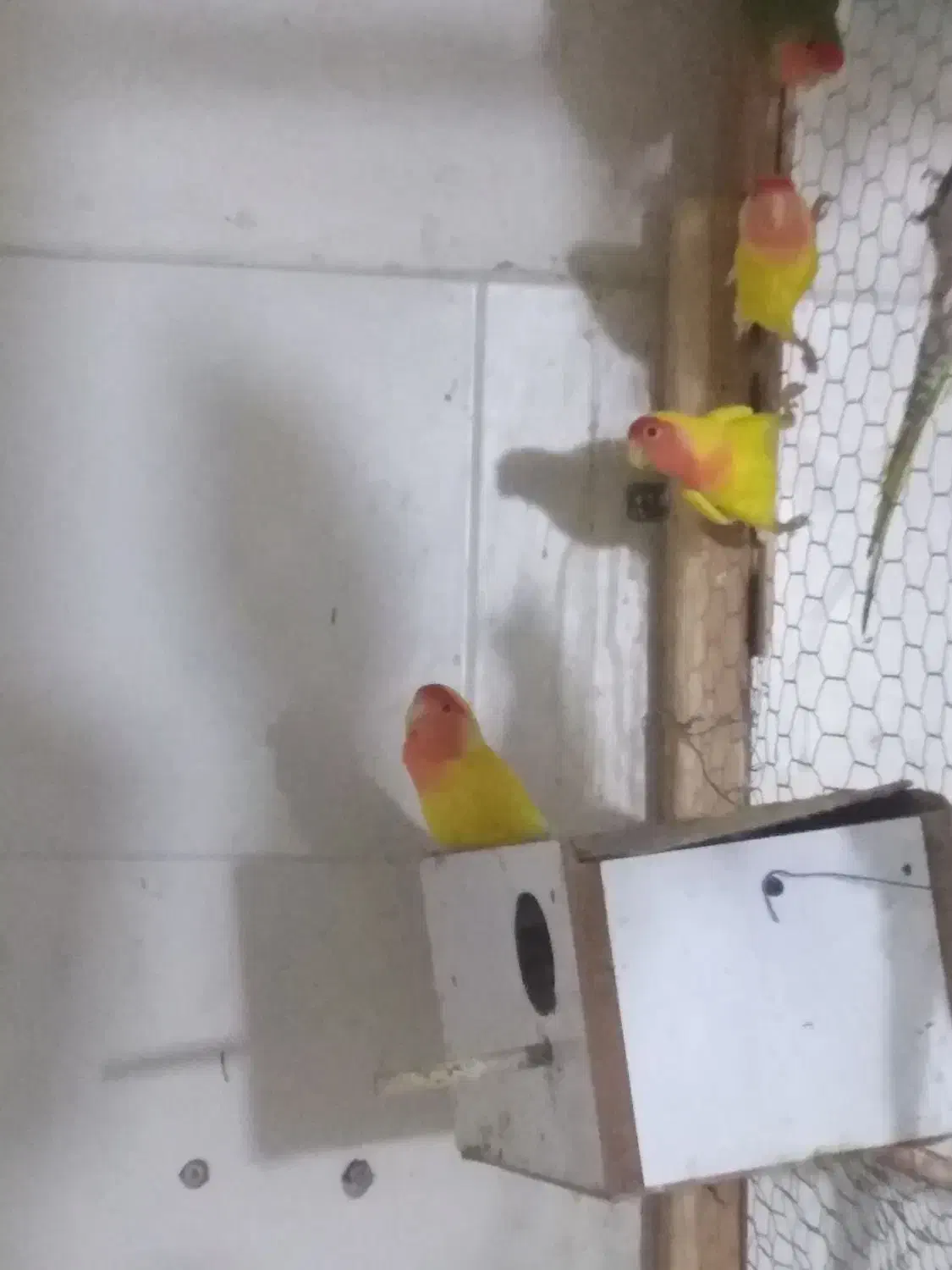 عروس هلندی|پرنده|برازجان, |دیوار