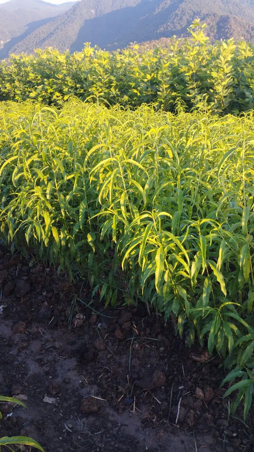 هلو و شلیل چنار|خدمات باغبانی و درختکاری|نکا, |دیوار