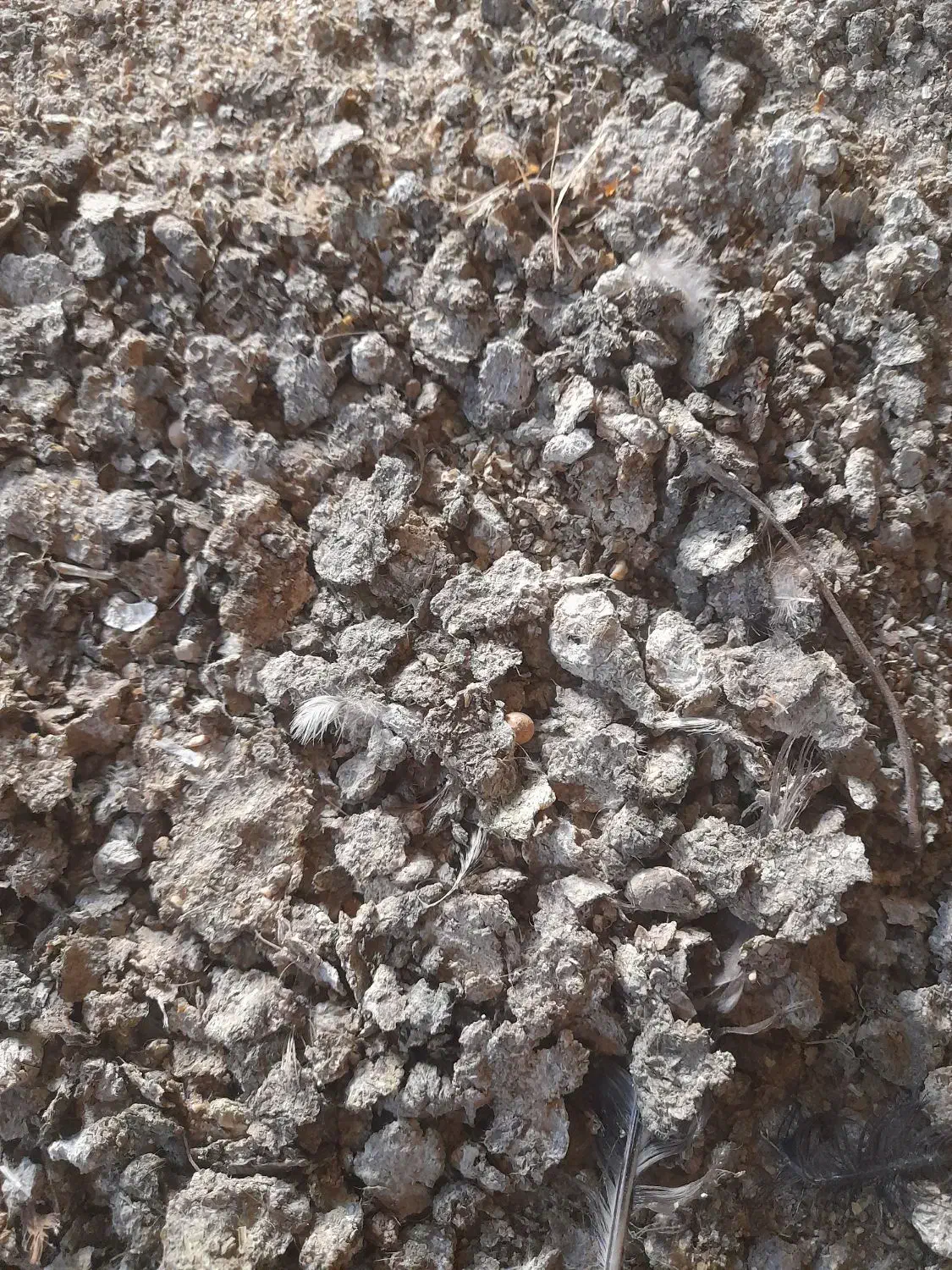 کود زله مرغ گوشتی|خدمات باغبانی و درختکاری|فریدونشهر, |دیوار