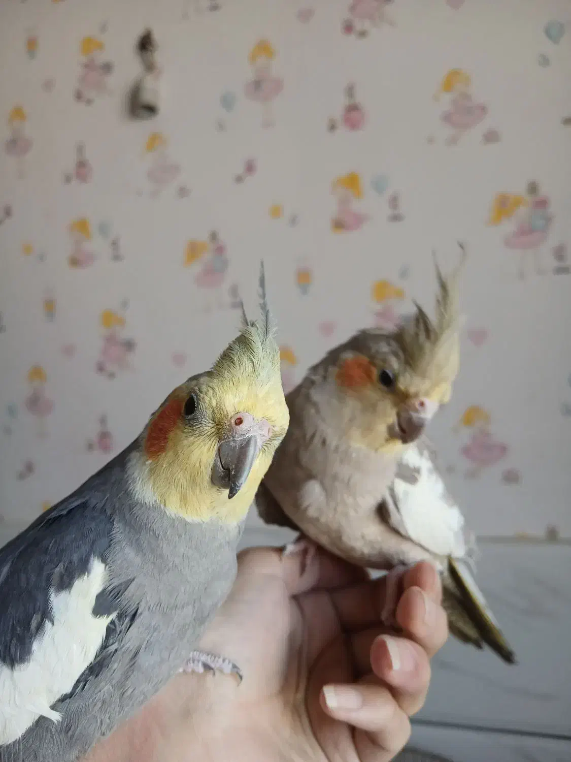 معاوضه عروس هلندی|پرنده|تهران, مسعودیه|دیوار