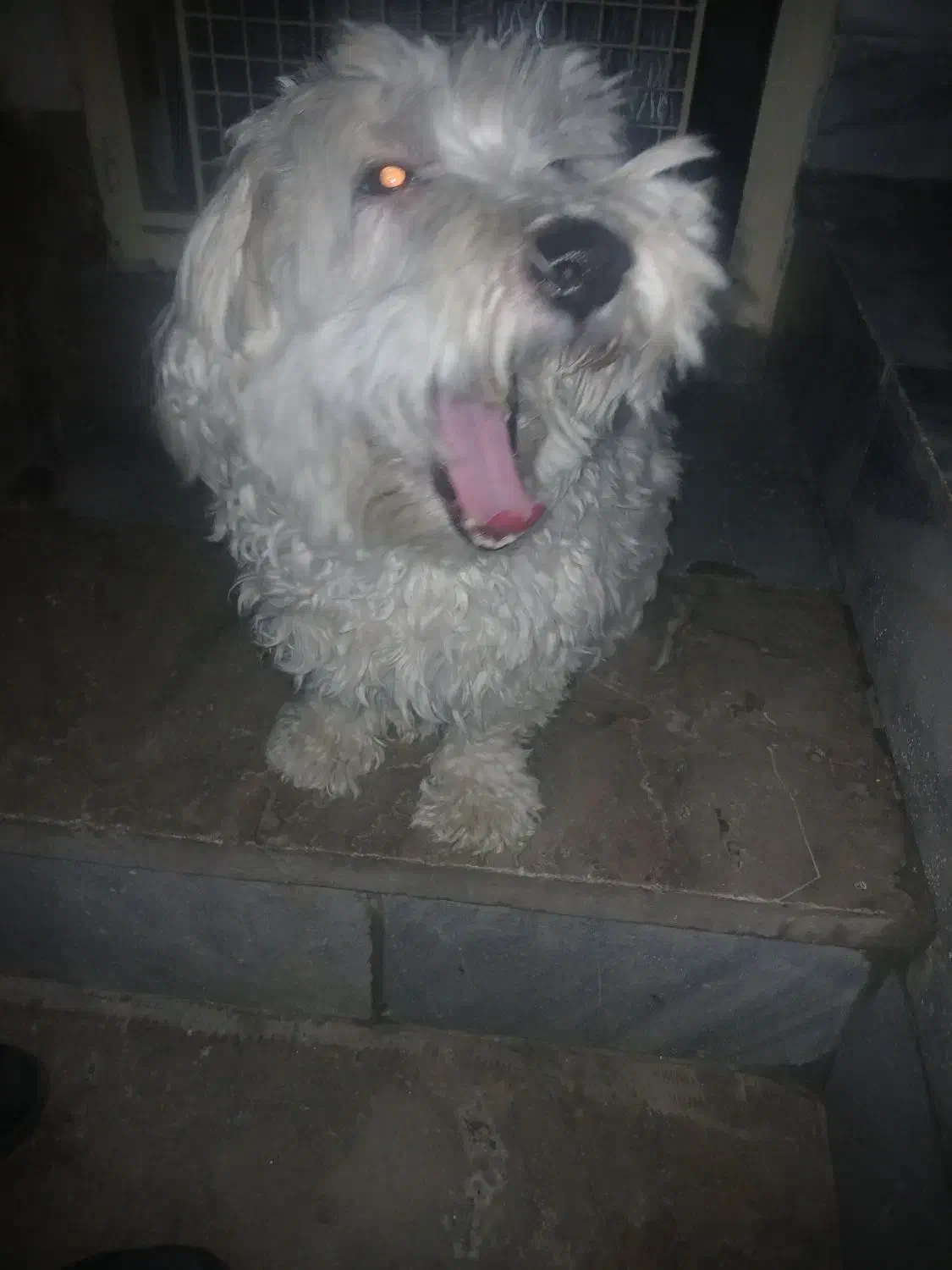 سگ اشپیز|سگ|مشهد, شهید قربانی|دیوار