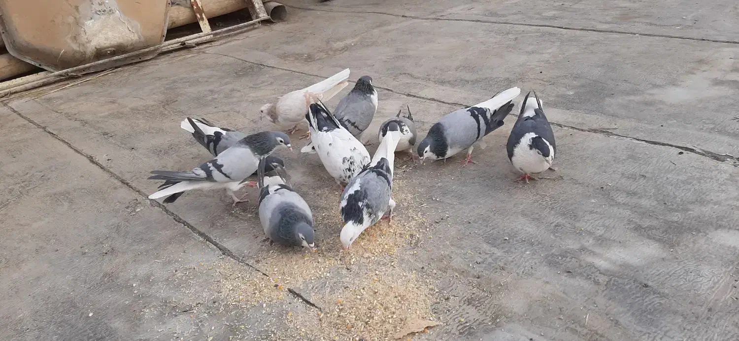 کفتر|پرنده|شاهین‌شهر, گزبرخوار|دیوار