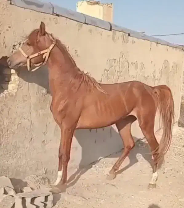 اسب نژاددار چستر، ۳ ساله، با برگه فدراسیون|اسب و تجهیزات اسب‌سواری|قم, انسجام|دیوار
