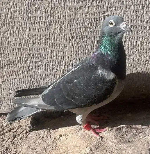 کبوتر پرنده پلاکی جان اردن چشم گلد|پرنده|اهواز, کوی رمضان|دیوار