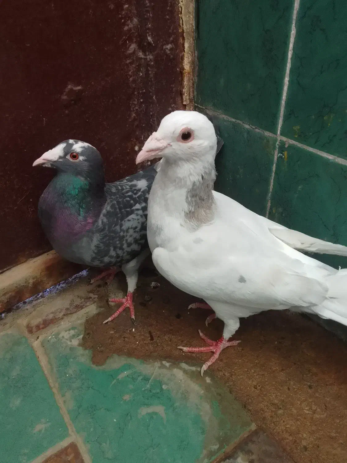 کفتر المانی|پرنده|کاخک, |دیوار