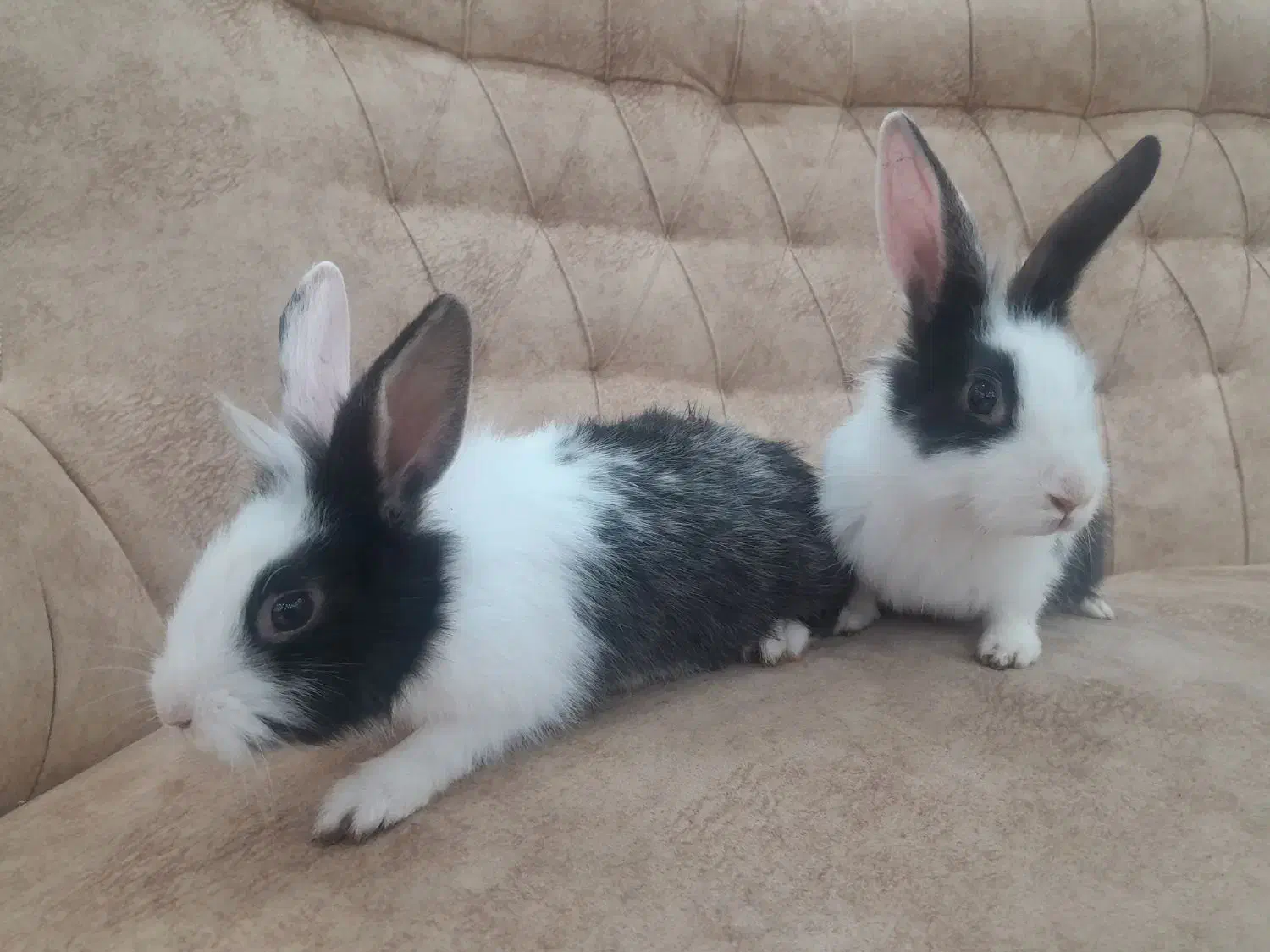 خرگوش ناز وباهوش وسالم|موش و خرگوش|تربت جام, شاد|دیوار