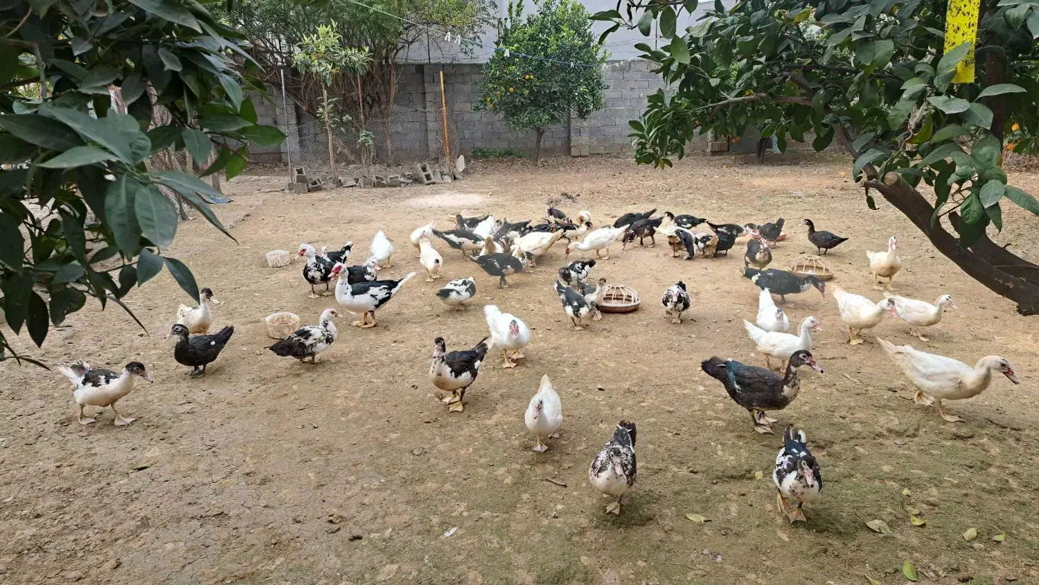 فروش اردک نر و ماده|حیوانات مزرعه|آمل, |دیوار