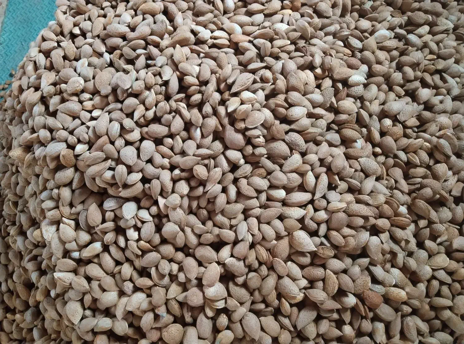 بادام سنگی|خوردنی و آشامیدنی|سبزوار, پیروزی|دیوار