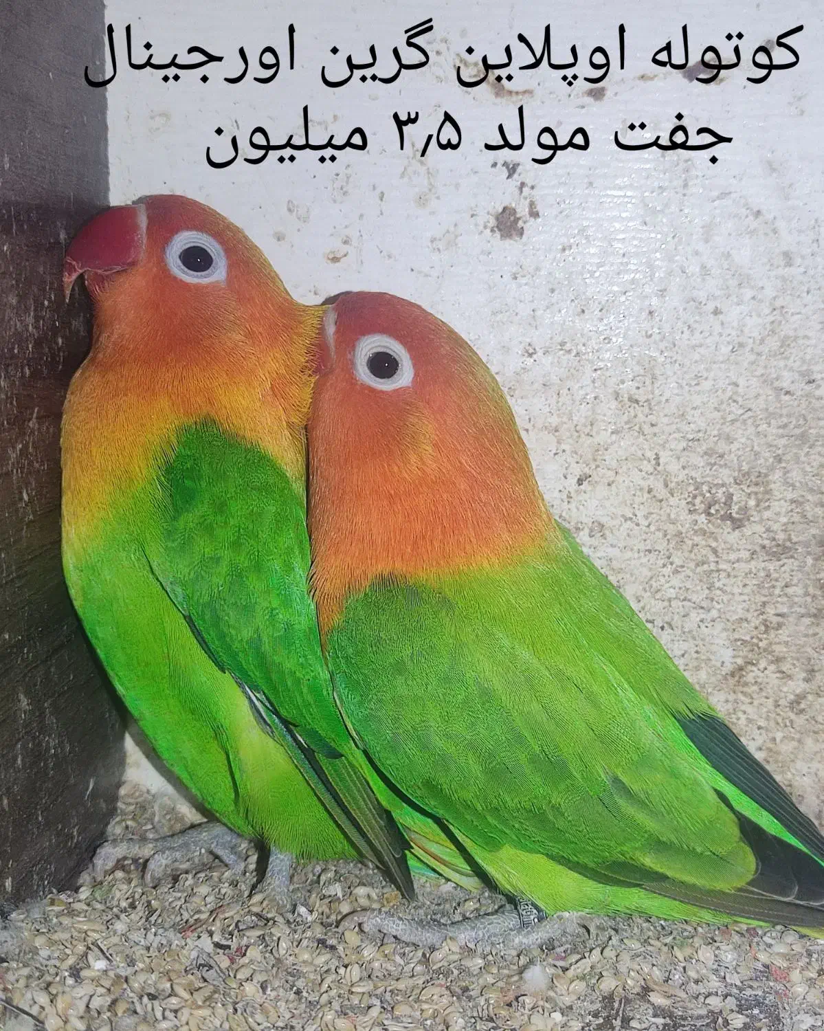 جفت کوتوله مولد رنگ و نژاد خاص معاوضه با گرینچیک..|پرنده|بابل, |دیوار