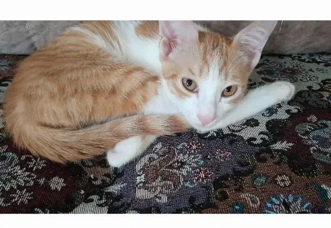 حیوان خانگی|گربه|رشت, سلیمانداراب|دیوار