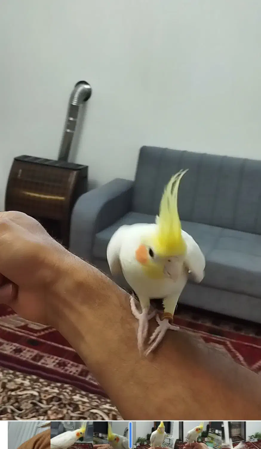 عروس هلندی گم شده|پرنده|سراب, |دیوار