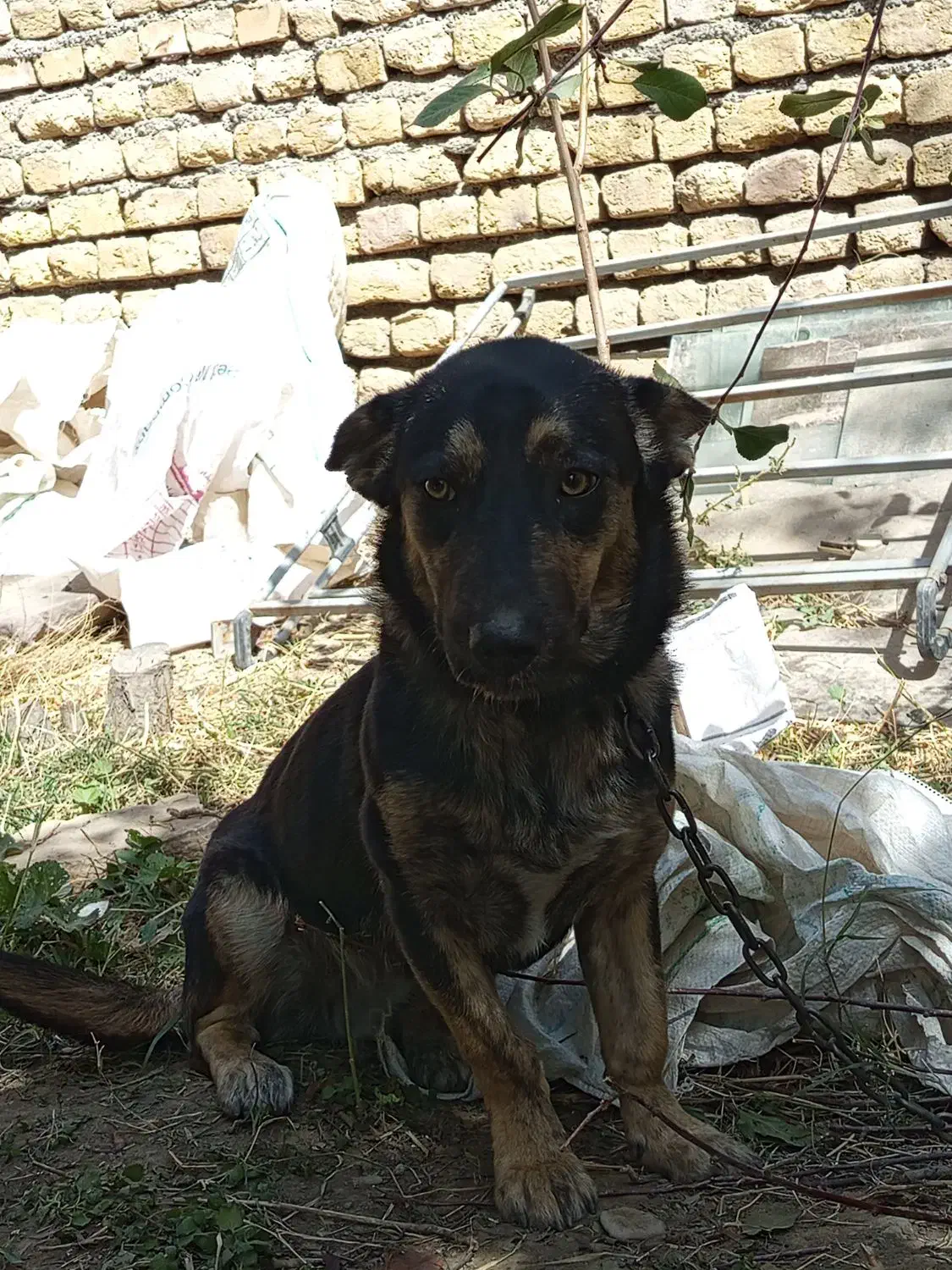 سگ ژرمن|سگ|گلمکان, |دیوار