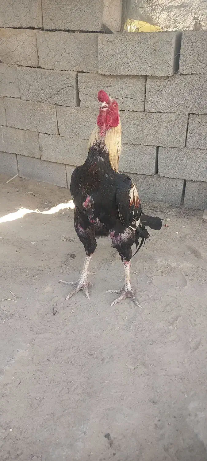 خروس|حیوانات مزرعه|چابهار, |دیوار