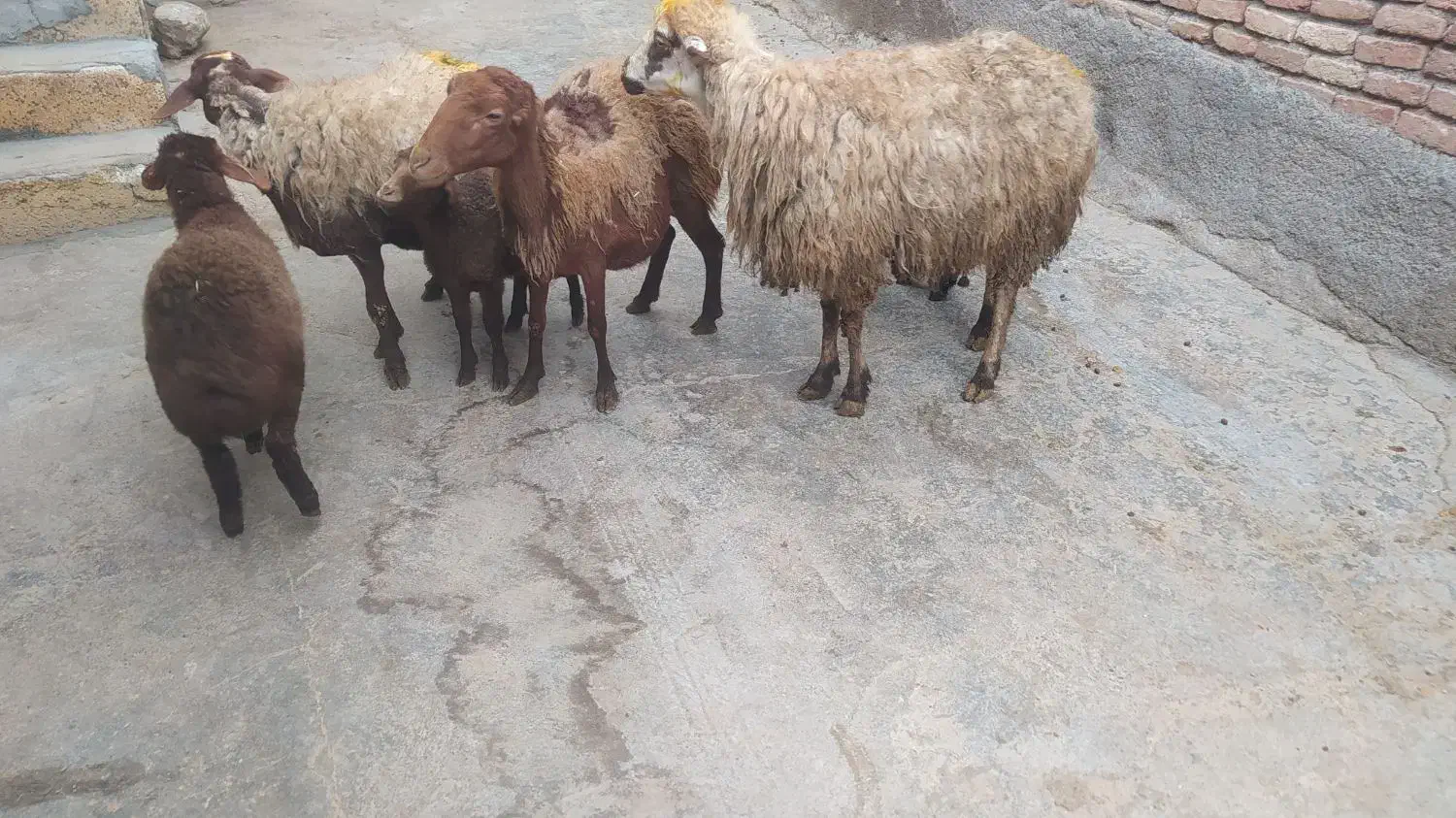 3عددمیش وبره|حیوانات مزرعه|کرمانشاه, |دیوار