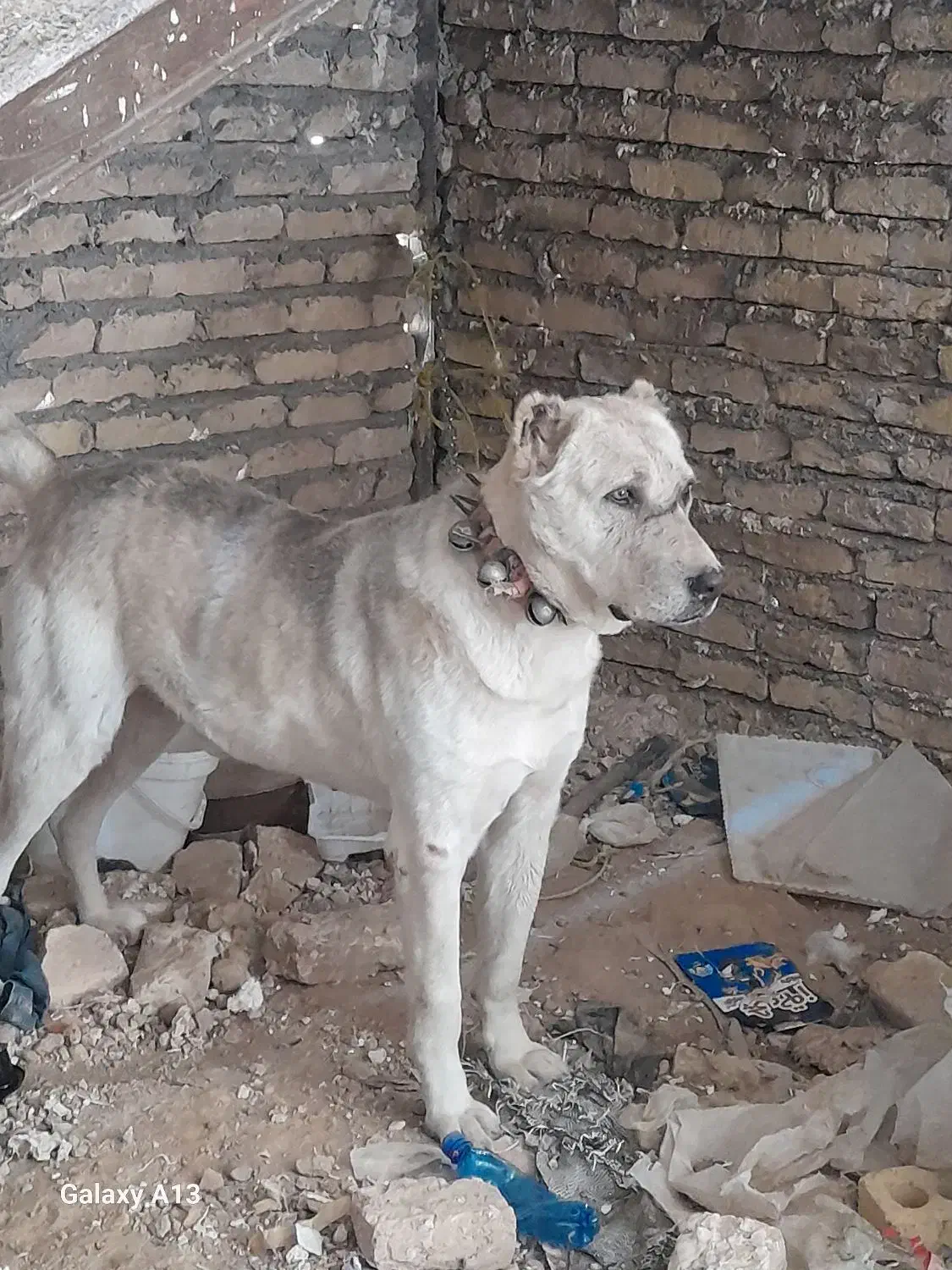 سگ افغان|سگ|مشهد, مهدی آباد|دیوار