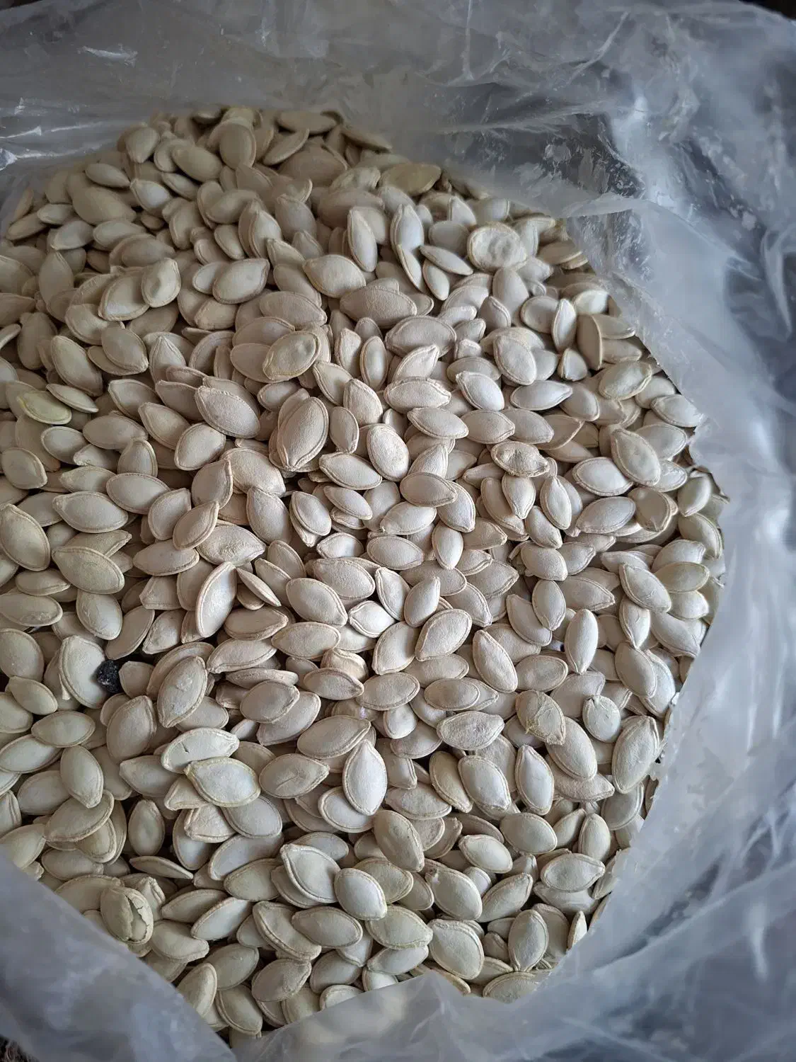 تخمه کدو|خوردنی و آشامیدنی|بهار, |دیوار