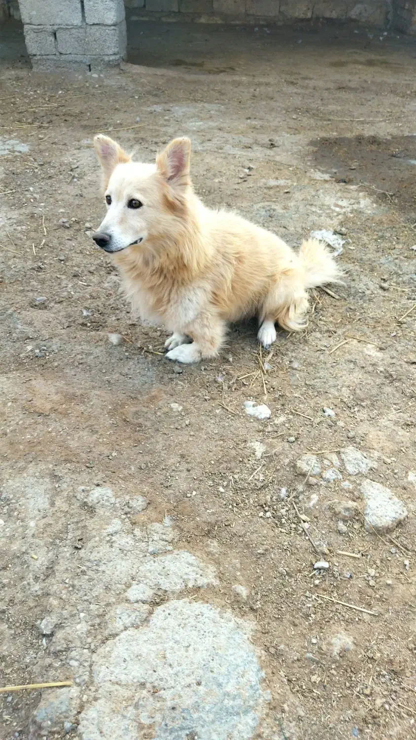 برای فورش|سگ|کلاله, |دیوار