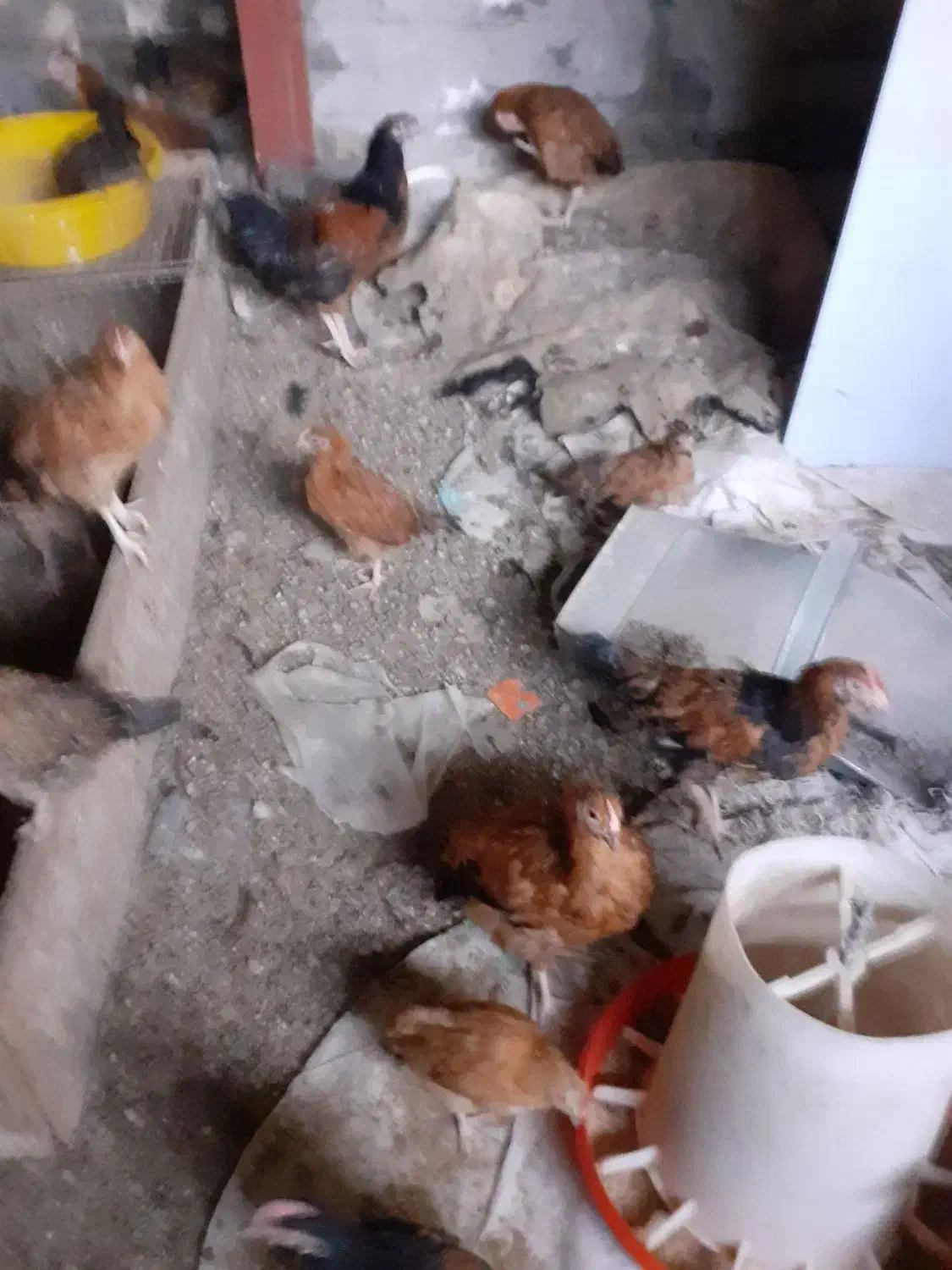 مرغ خروس ۶ ماهه|حیوانات مزرعه|مشهد, امیرآباد|دیوار